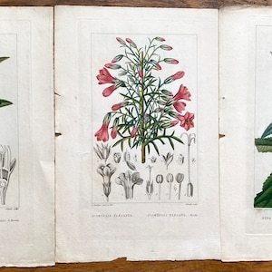 NUOVA STOCK Collezione di 3 stampe antiche di fiori botanici francesi, fiori, vecchi effimeri di carta