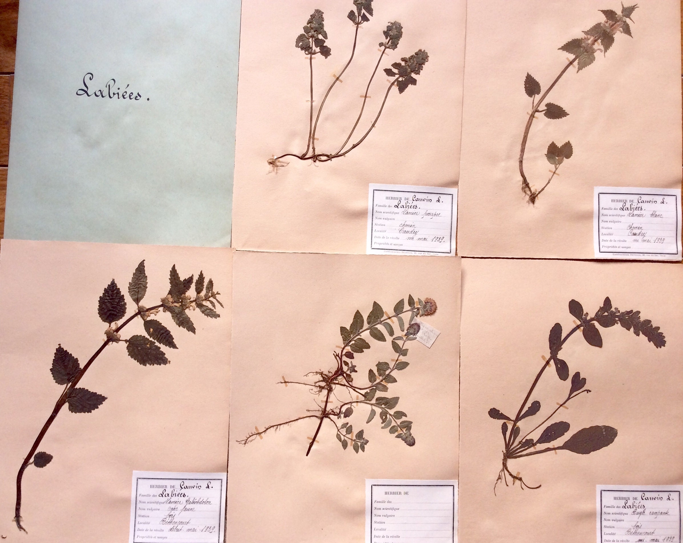 En Attente Pour Kim Collections de 5 Français Herbier Fleurs Séchées Grains Herbes avec Étiquettes M