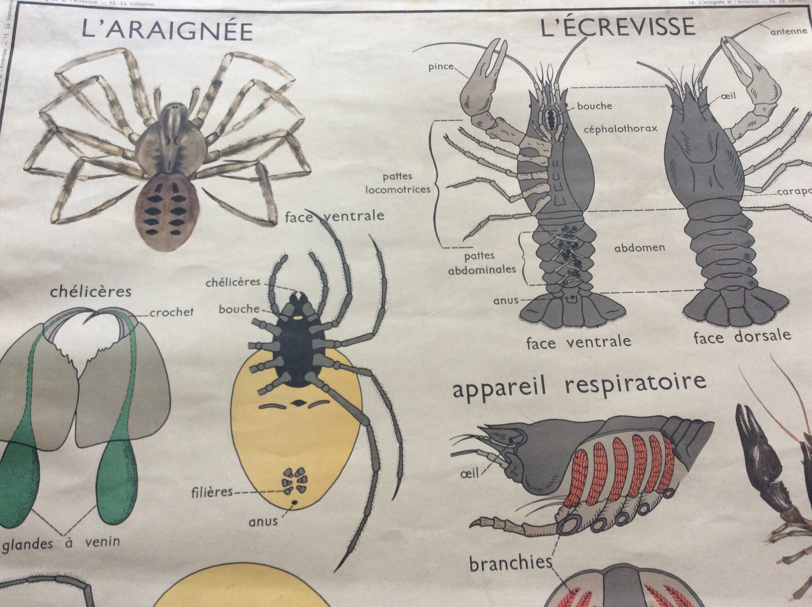Superbe Grande Affiche Originale Des Années 1960 Français'école d'une Araignée et d'un Coléoptère su