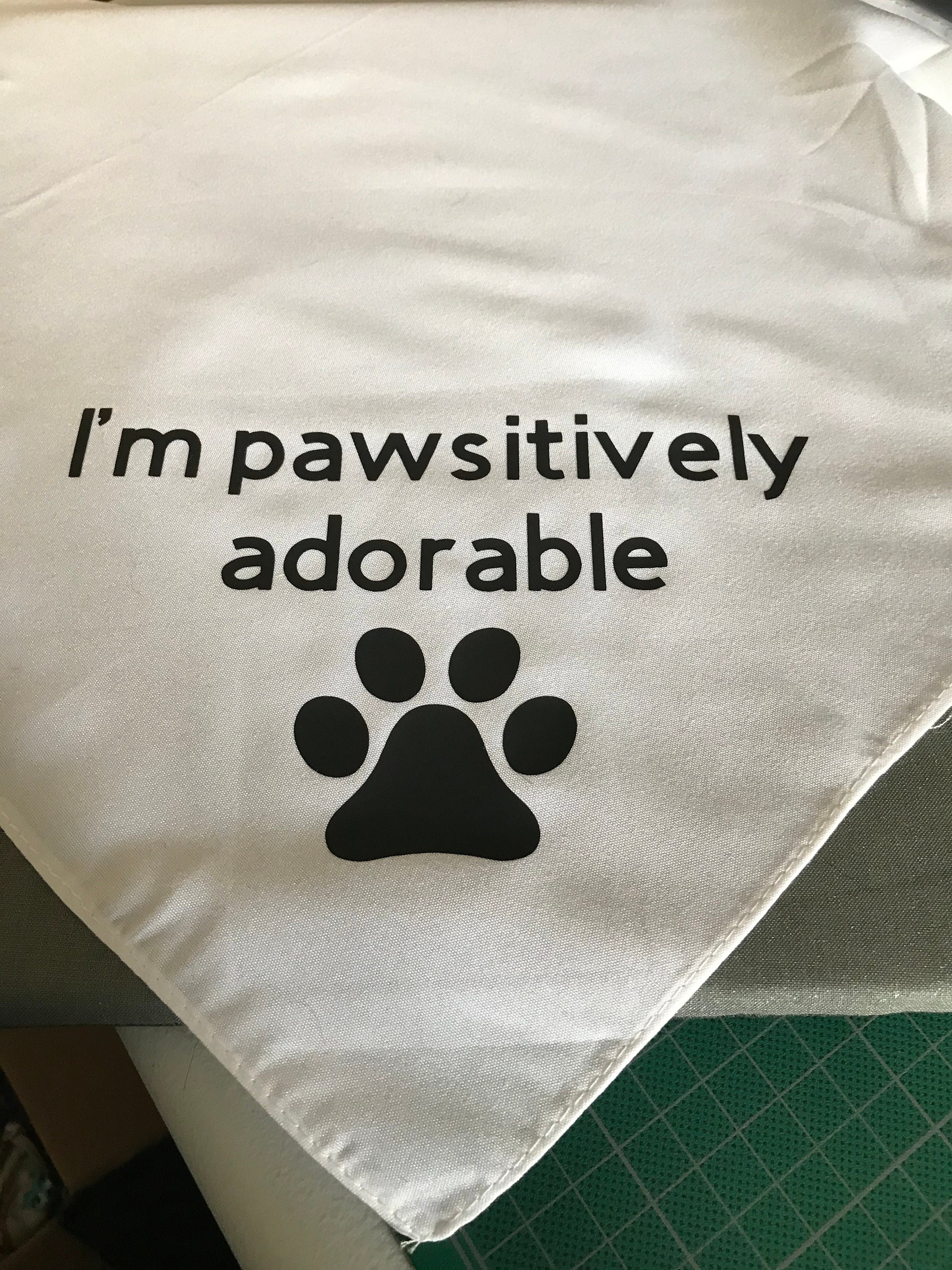 Pawsitively Adorable