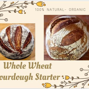 Zakwas na chleb z mąki pełnoziarnistej w stylu San Francisco