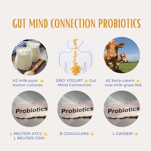 Może przedstawiać: Grafika informacyjna z tekstem "GUT MIND CONNECTION PROBIOTICS". Zawiera obrazy jogurtu, ilustrację kręgosłupa i krowy, a także tekst "A2 milk pure starter cultures", "SIBO YOGURT Gut Mind Connection" i "A2 beta-casein cow milk grass fed".