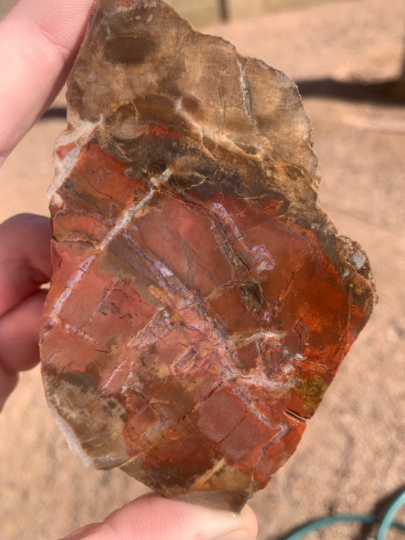 Petrified Wood From Southern Utah Lapidary Rough Slab Etsy
