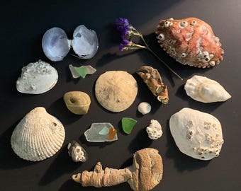 Sea Witch Discovery Box | Pacific Northwest Beach Finds | Shells, Sea Glass & Wishing Stones