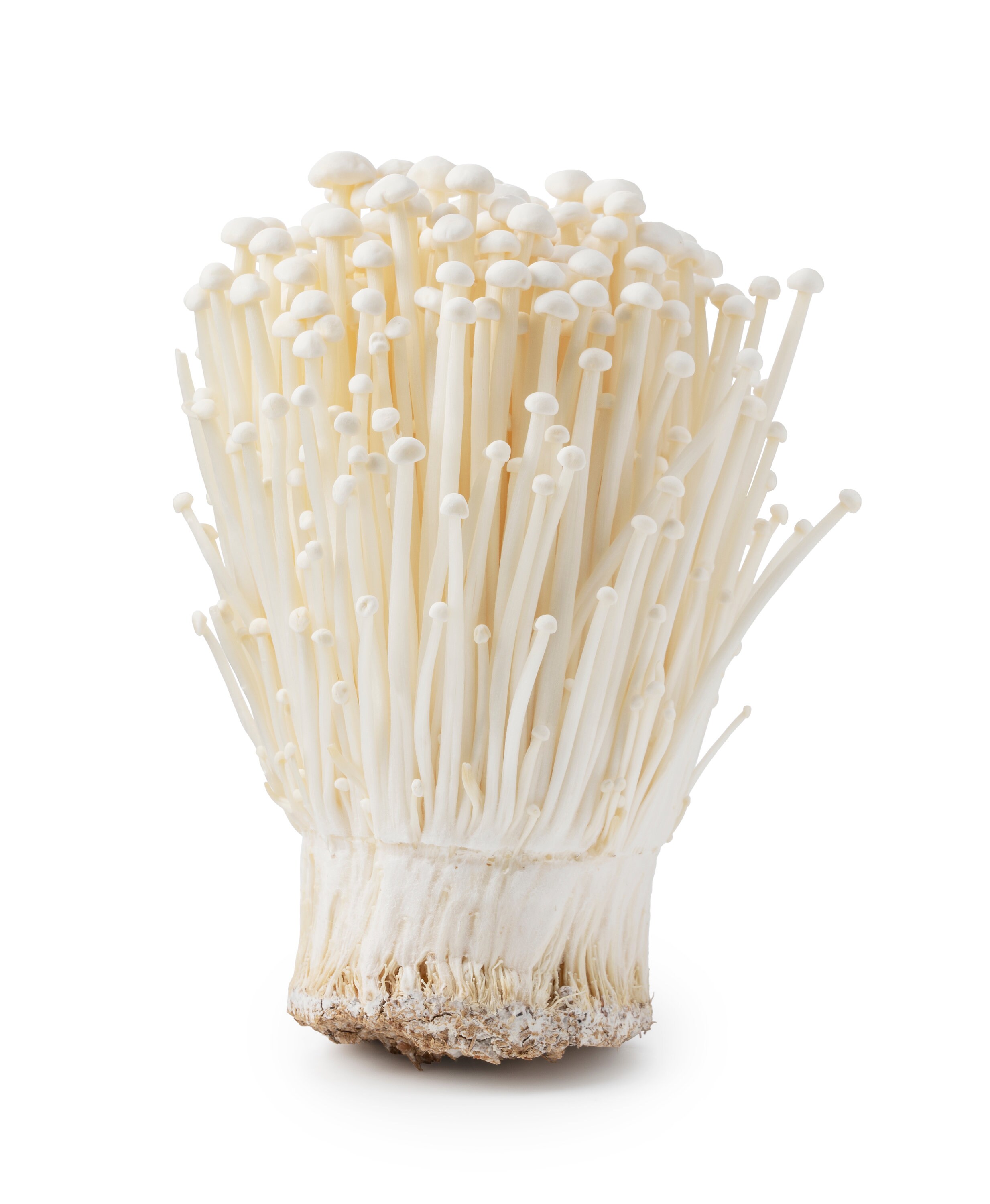 Enoki Mushroom Etsy Uk Enoki Mushroom Etsy Uk