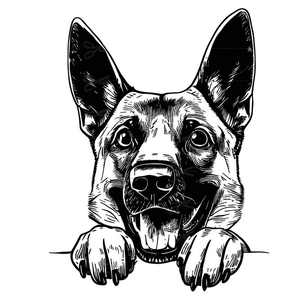 Peeking belgian malinois Svg, Peeking belgian malinois Clipart,belgian malinois Head Svg,  Peeking belgian malinois Files For Cricut