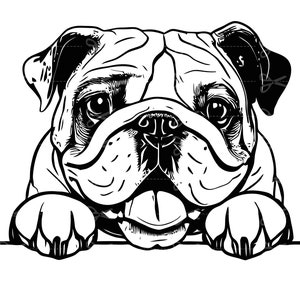 Peeking Englisch Bulldogge svg, spähende Englisch Bulldogge Clipart, peeking Englische Bulldogge Clipart, peeking Englische Bulldogge Dateien für Cricut, Silhouette
