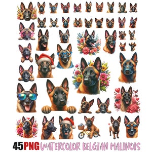 Malinois belge Png, Peeking Belgian Malinois Png, graphismes de chien, sublimation de chien, Adorable Malinois belge, amoureux des animaux de compagnie, usage commercial