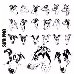 Whippet Dog Svg, Whippet Dog Png, Greyhound Dog Svg, File di taglio digitale, Uso commerciale gratuito