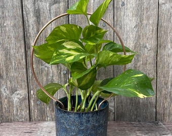 Large handmade copper coloured plant trellis - Arch, heart or circle shapes - Perfect for larger houseplants such as monstera or hoya