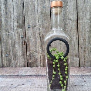 Handmade upcycled glass bottle planters / plant pots / terrarium bottles / hanging planters for indoor or outdoor use with a boho aesthetic