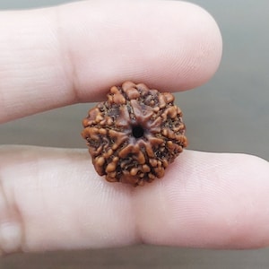 6 Mukhi Rudraksha Nepal Origin 6 Face Rudraksha 100% Original Energized