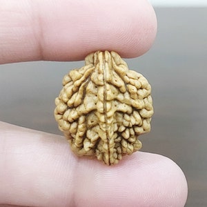 2 Mukhi Rudraksha Beads Nepal Origin 2 Face Rudraksha 100% Original Energized