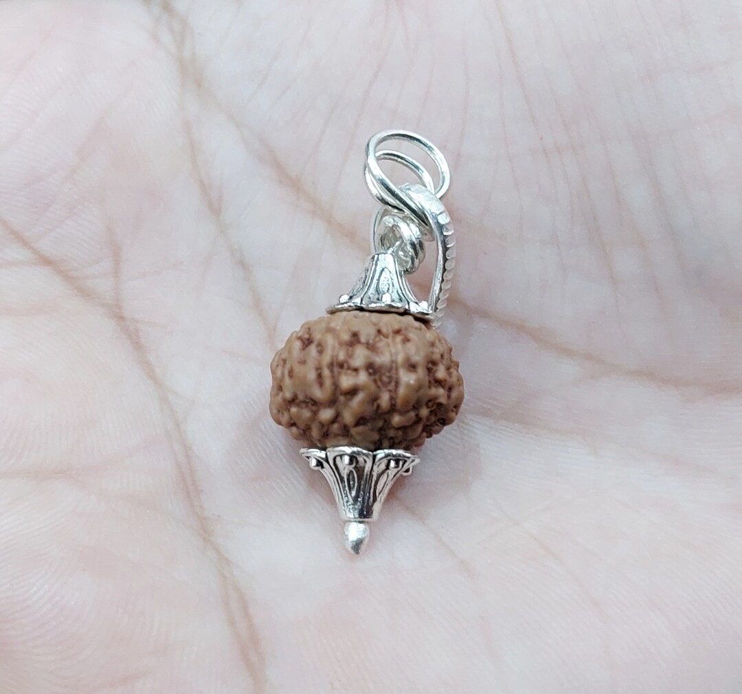 Rudraksha 7 Faces Saatmukhi Authentique Certifié 1 Pièce Inde