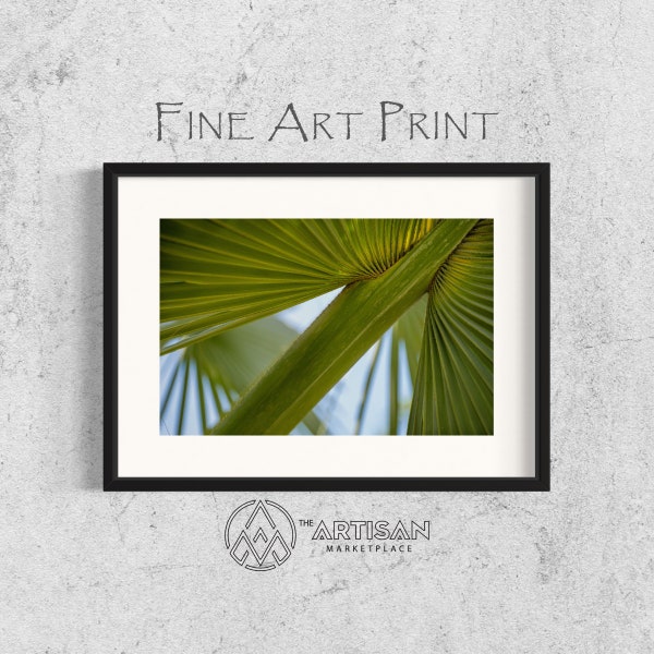 Dwarf Palmetto Plant • Fine Art Photography • Canvas Print • Landscape Photography • Wall Decor • Wall Art • Artisan Marketplace