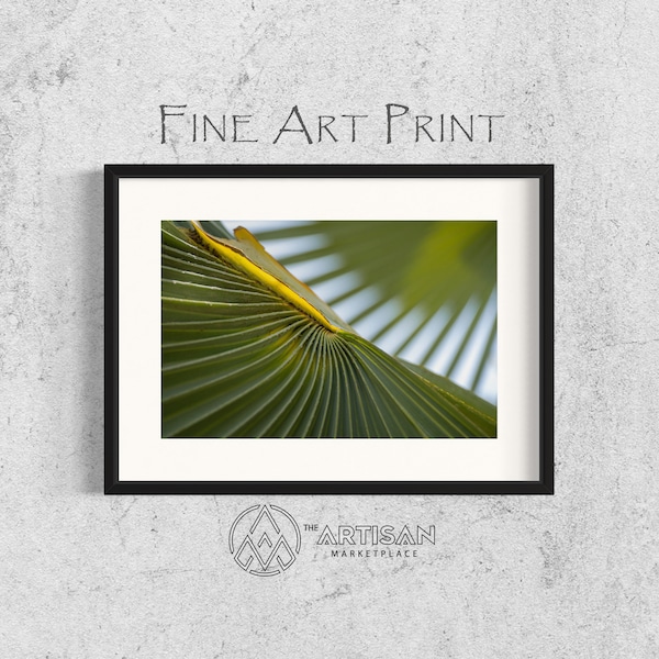 Dwarf Palmetto (2) • Fine Art Photography • Canvas Print • Landscape Photography • Wall Decor • Wall Art • Artisan Marketplace