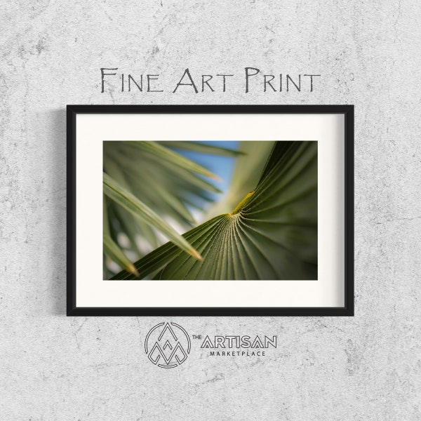 Dwarf Palmetto Plant • Fine Art Photography • Canvas Print • Landscape Photography • Wall Decor • Wall Art • Artisan Marketplace