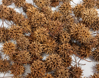 Sweet Gum Balls