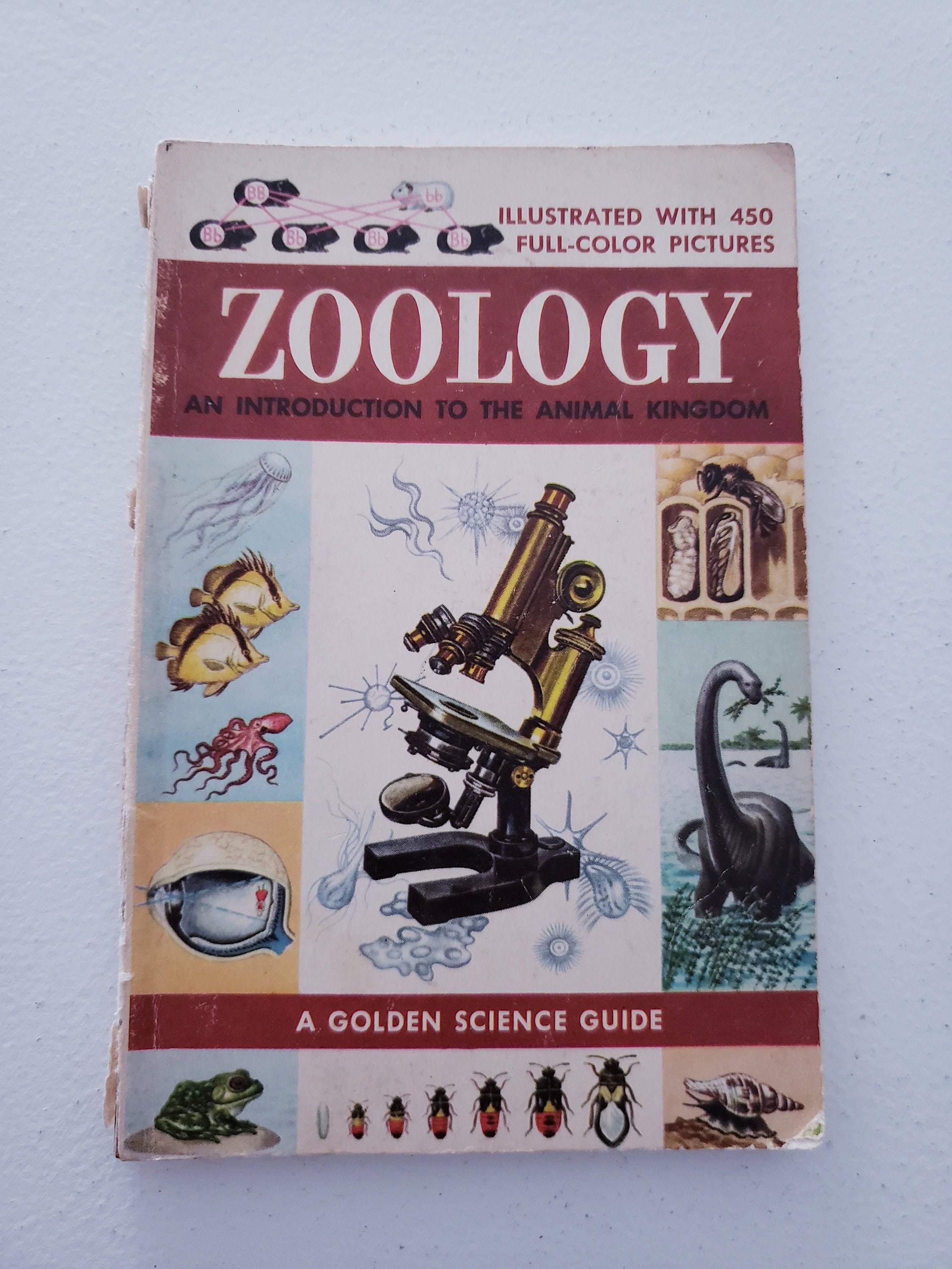 Zoologyan Introduction to the Animal Kingdoma Golden Science Etsy