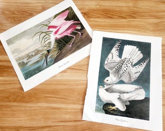 Vintage Audubon Bird Print – Natural History Wall Art (15x12)