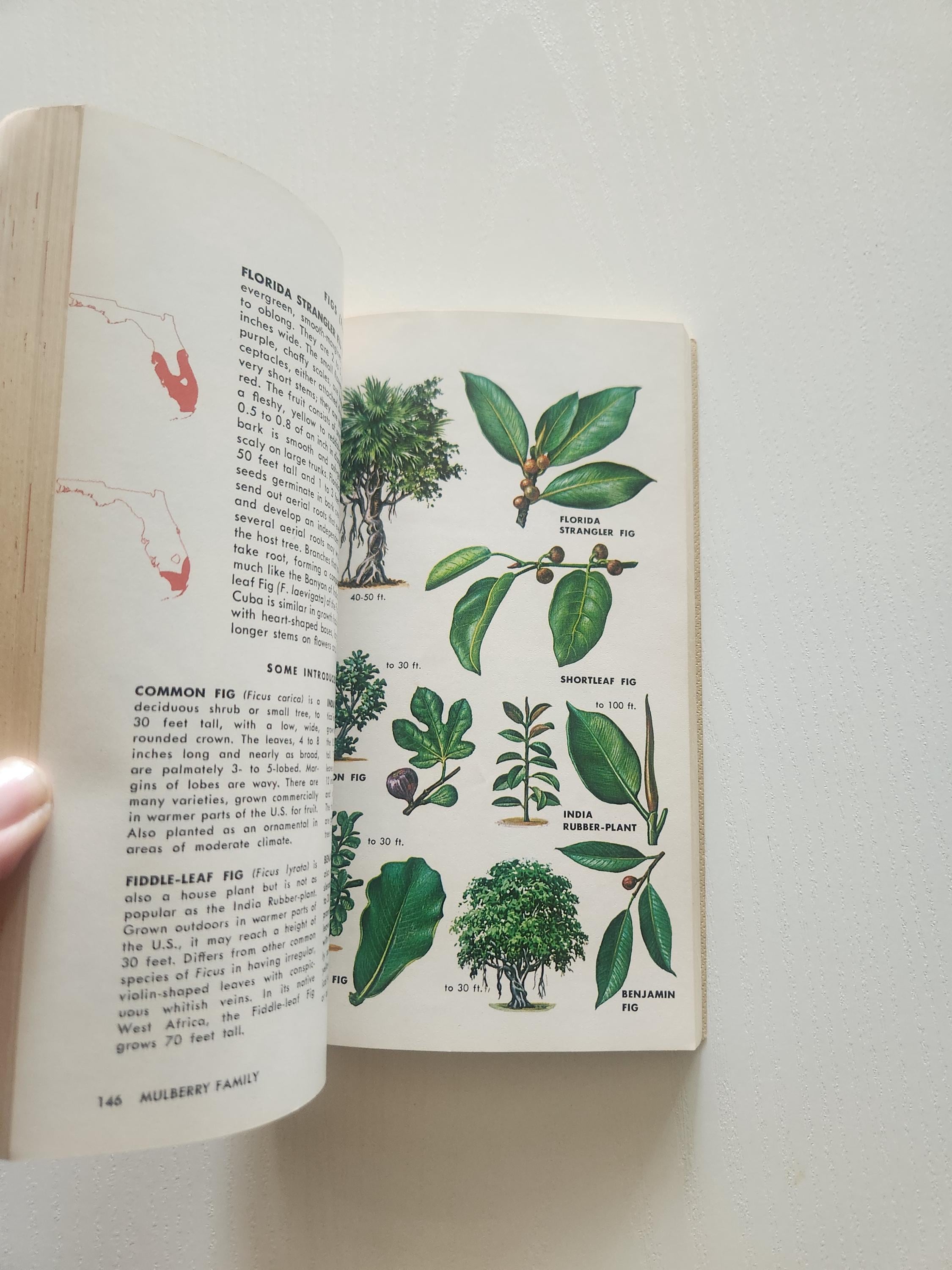 Vintage 1968 Tree Identification Book – Golden Field Guide - Etsy