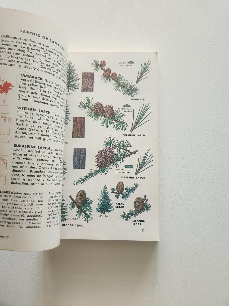 Vintage 1968 Tree Identification Book – Golden Field Guide - Etsy