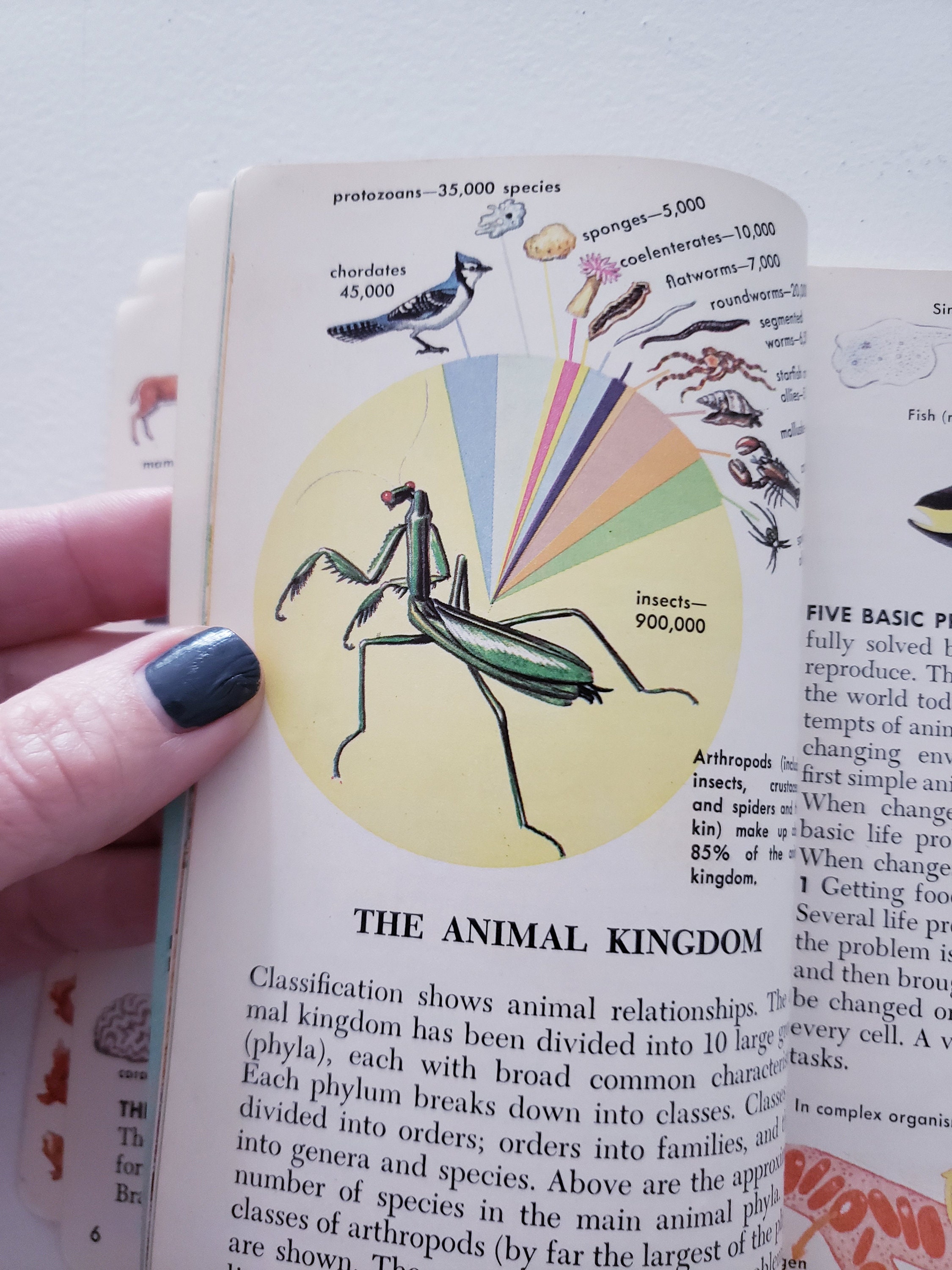 Vintage Zoology-an Introduction to the Animal Kingdom-a Golden - Etsy Israel Vintage Zoology-an Introduction to the Animal Kingdom-a Golden - Etsy Israel