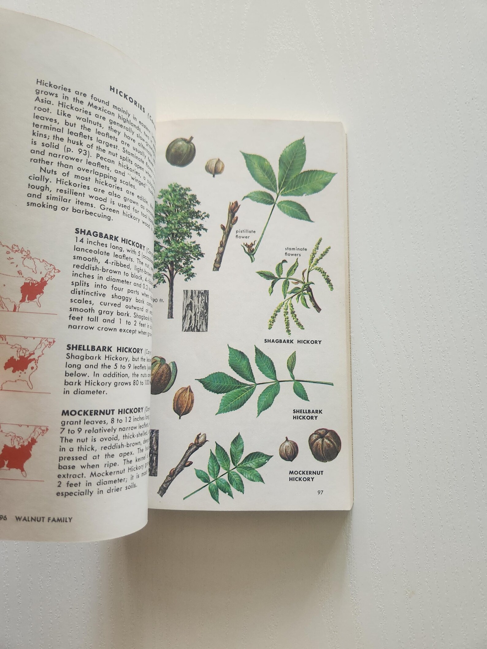 Vintage 1968 Tree Identification Book – Golden Field Guide - Etsy