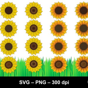 Girasol svg / flor svg / girasol clipart / girasol png / girasol svg bundle / girasoles svg / paquete de flores / girasol digital