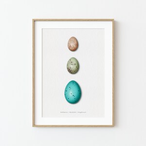 Fine Art Print – Vogeleier, Eier, Vögel, Meise, Buchfink, Singdrossel, Wald, Natur, Geschenk, Home Decor, Interieur, Deko, Art, Kunstdruck