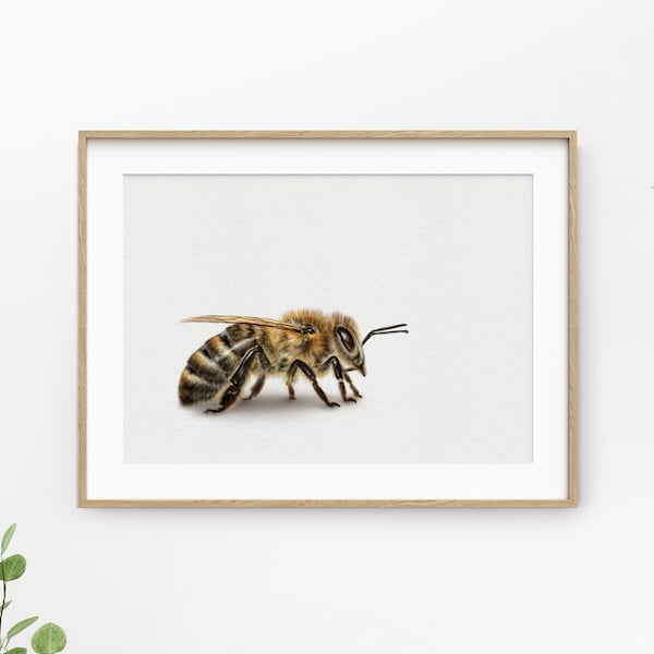 Fine Art Print – Biene, Honigbiene, Insekt, Wiese, Blumen, Natur, Honig, Geschenk, Deko, Home Decor, Interieur, Poster, Plakat, Kunstdruck