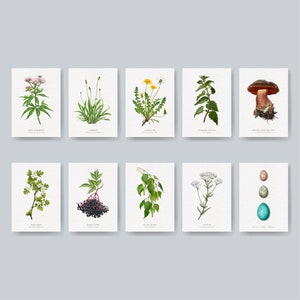 Conjunto de postales de 10 - motivos naturales, plantas silvestres, plantas medicinales, hierbas medicinales, hierbas silvestres, plantas, tarjetas, tarjetas de felicitación, pintura, regalo
