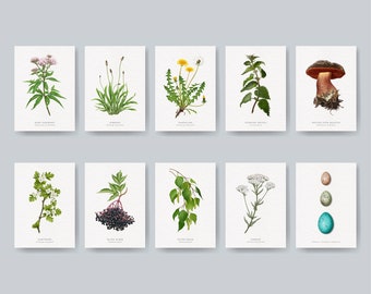 Postcards set of 10 – nature motifs, wild plants, medicinal plants, medicinal herbs, wild herbs, plants, cards, greeting cards, painting, gift