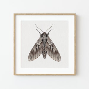 Fine Art Print – Kiefernschwärmer, Falter, Schmetterling, Insekt, Wald, Natur, Wildnis, Geschenk, Home Decor, Interieur, Poster, Kunstdruck