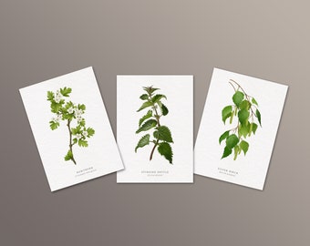 Postkarten 3er-Set – Heilpflanzen, Heilkräuter, Wildpflanzen, Wildkräuter, Pflanzen, Natur, Karten, Grusskarten, Malerei, Kunst, Geschenk