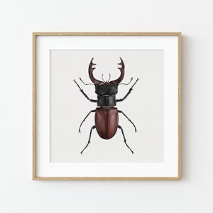 Impresión de bellas artes - Escarabajo ciervo, Escarabajo, Insecto, Bosque, Naturaleza, Desierto, Habitante del bosque, Regalo, Decoración del hogar, Interior, Decoración, Arte, Impresión de arte