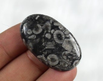 Orthoceras handmade Gemstone 29Cts Orthoceras Polished Cabochon Loose Gemstone 17X35X07MM Natural Orthoceras Loose Gemstone Amazing!