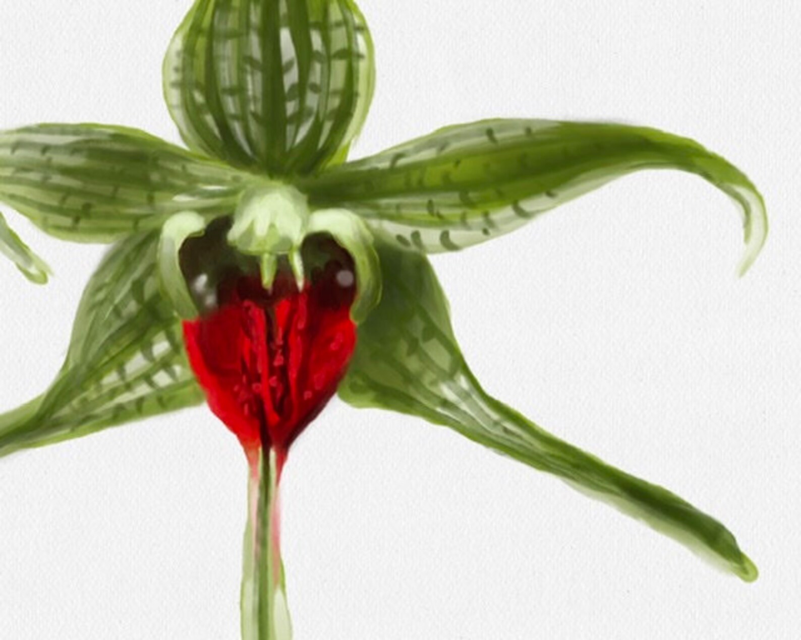 Ensemble de clipart de fleurs exotiques Anthurium rouge Ensemble de clipart de fleurs exotiques Anthurium rouge