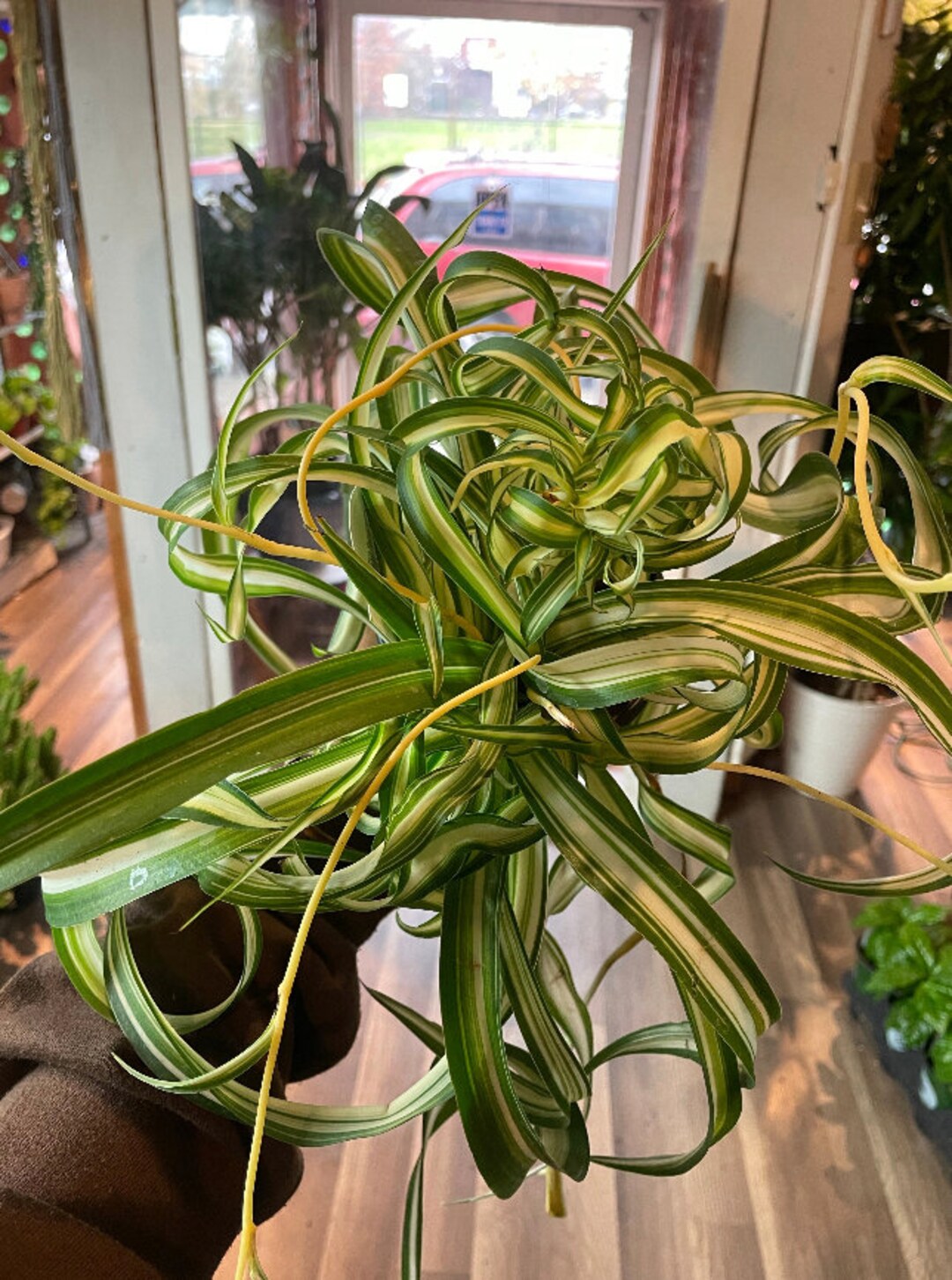 Variegated Bonnie Curly Spider Plant Chlorophytum Comosum Etsy
