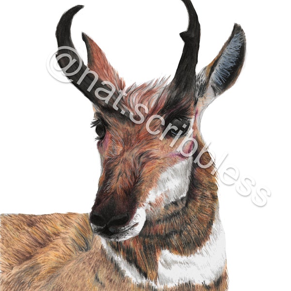 Pronghorn Illustration Print