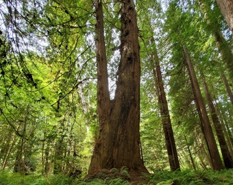 May include: A large, old tree trunk with a split in the middle, surrounded by lush green ferns in a forest setting.