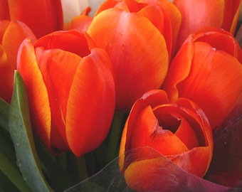 Orange Tulips