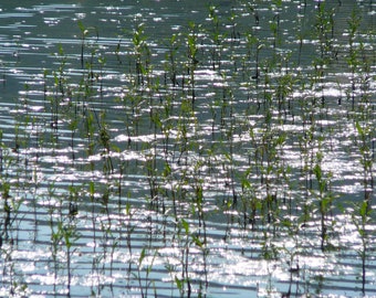 River Grass