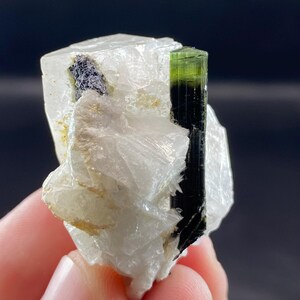 May include: A raw mineral specimen featuring a green and black tourmaline crystal embedded in a white quartz matrix. The tourmaline is a dark green color at the base, transitioning to a lighter green at the top. The quartz has a crystalline structure.