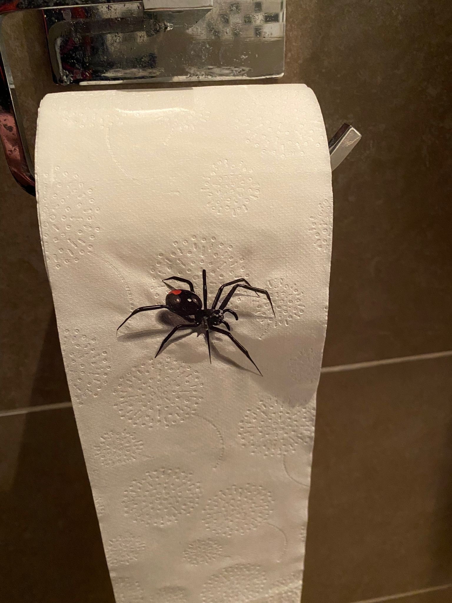 Spider Roll Scary Toilet Roll Prank You Might Crap Hong Kong 