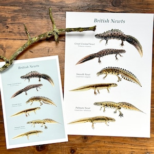 Britische Molche - Giclée Druck