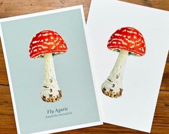 Fly agaric mushroom - Giclée prints