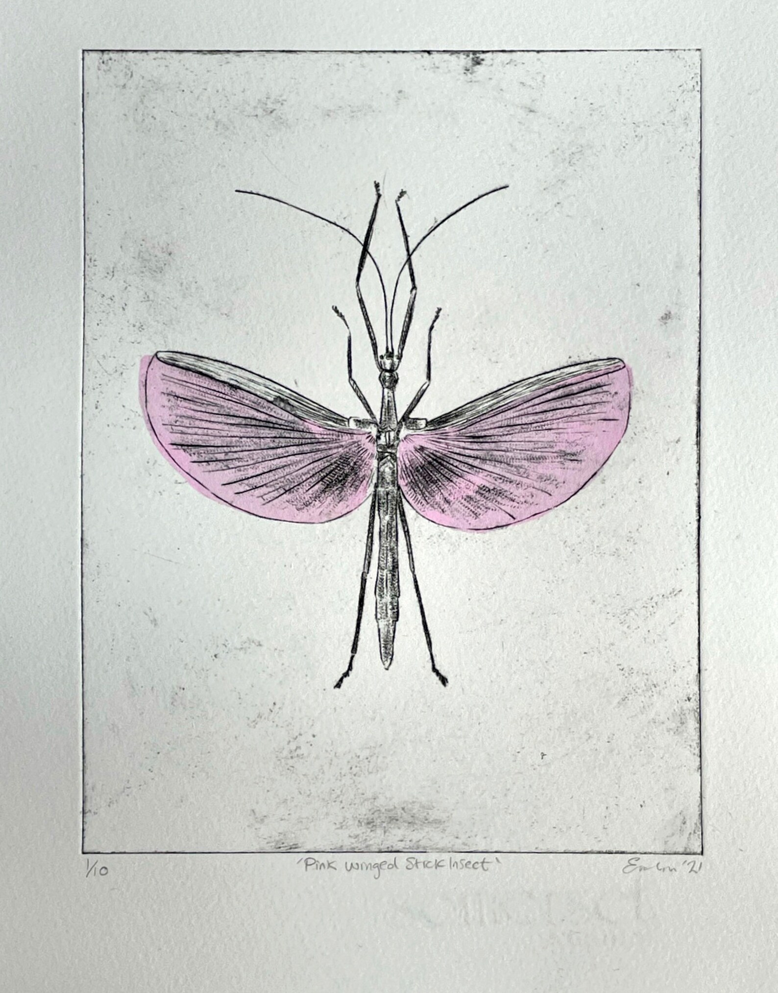 Pink wing stick insect Chine Coll?? drypoint etching / insect Etsy
