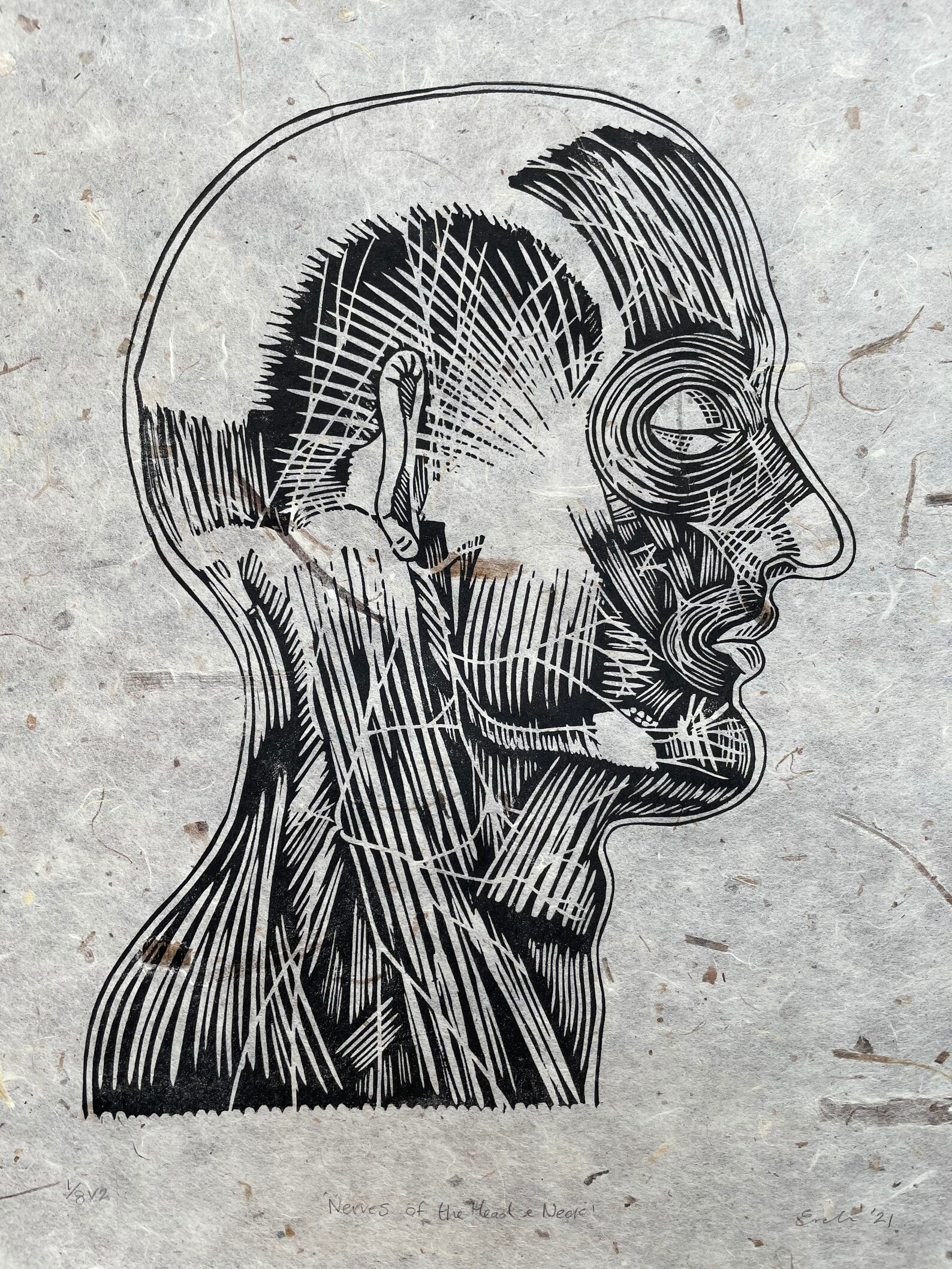 Anatomy Lino Print / Muscles and Nerves of the Head and Neck / - Etsy UK