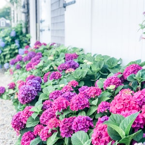 Puede incluir: Una hilera de hortensias vibrantes de color rosa y morado en plena floración, plantadas frente a un edificio de madera blanco.